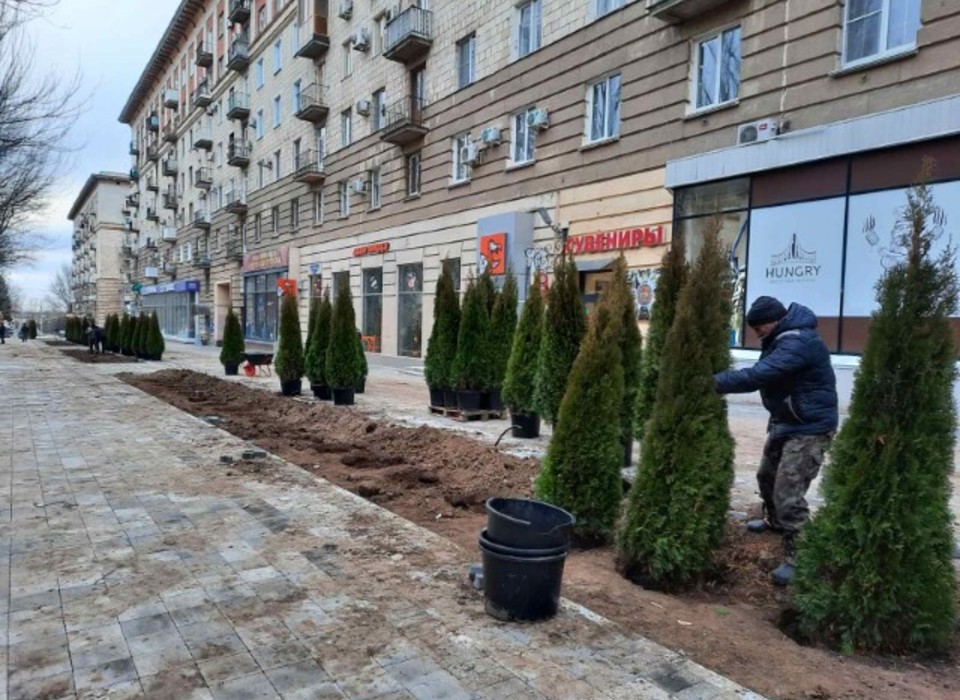 150 хвойных растений украсили Аллею Героев в Волгограде